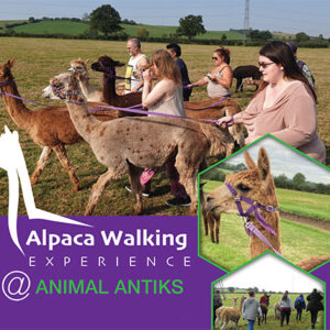 Alpaca Walking Experience