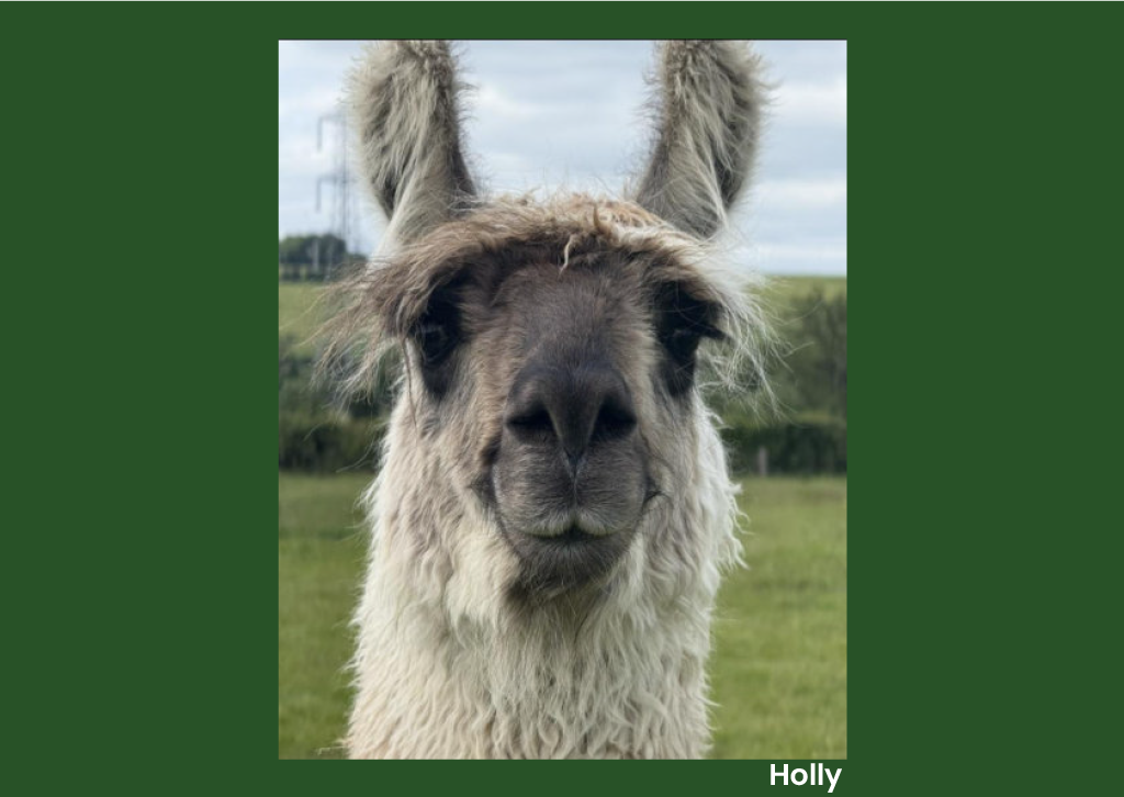 Animal Antiks 2026 Calendar - Image 7