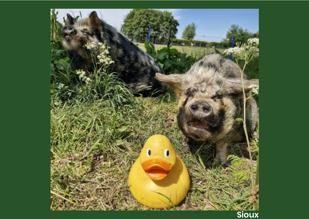 Animal Antiks 2026 Calendar - Image 8