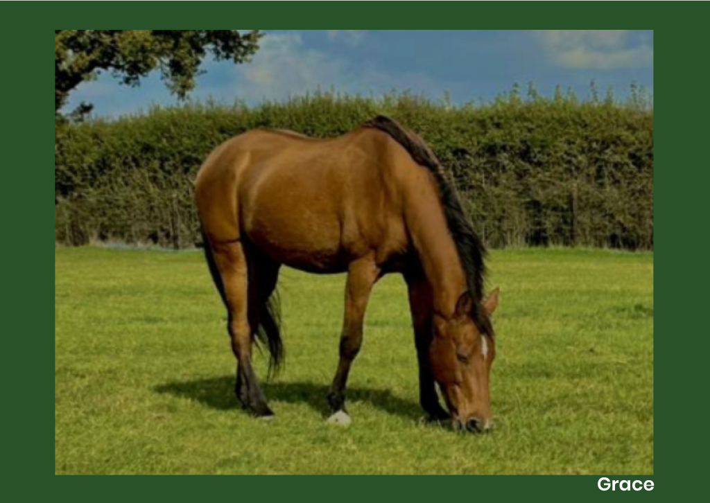 Animal Antiks 2026 Calendar - Image 9