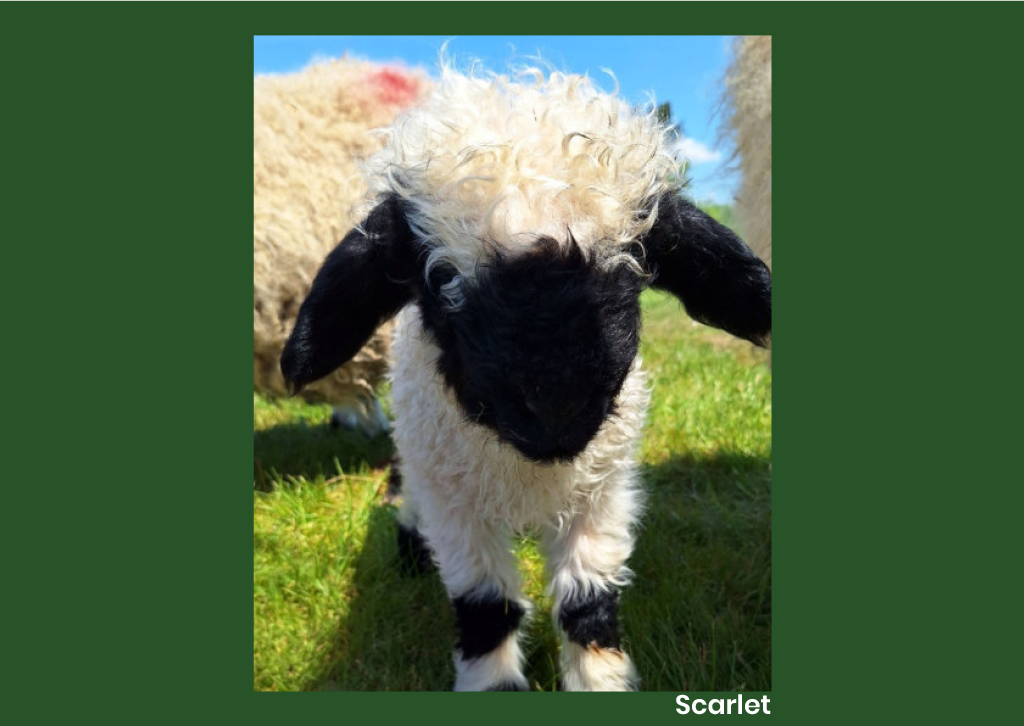 Animal Antiks 2026 Calendar - Image 10