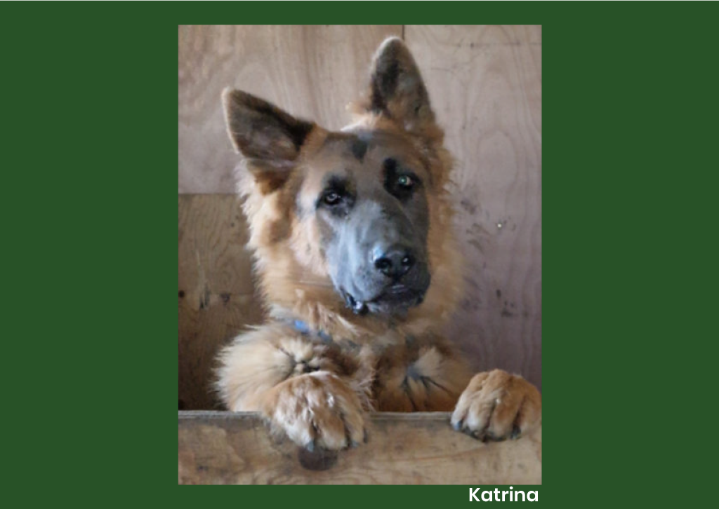 Animal Antiks 2026 Calendar - Image 11