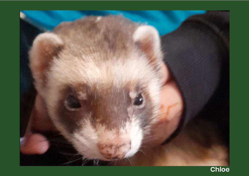 Animal Antiks 2026 Calendar - Image 12