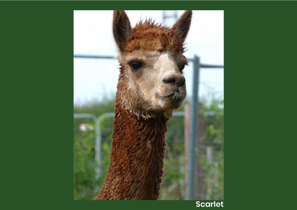 Animal Antiks 2026 Calendar - Image 13