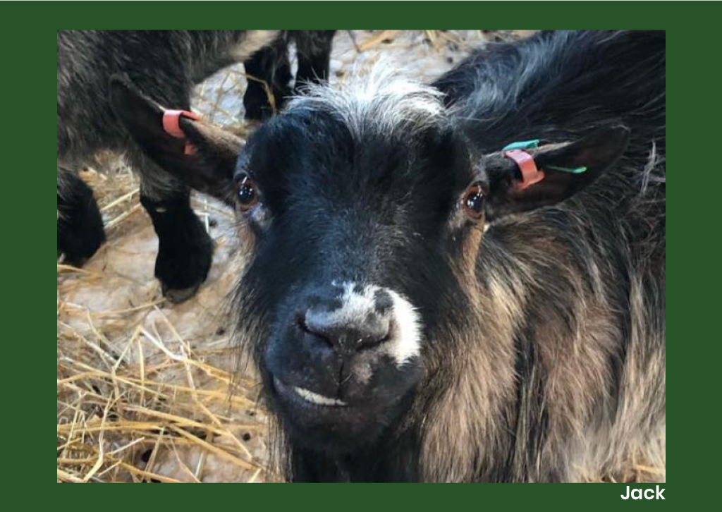 Animal Antiks 2026 Calendar - Image 4