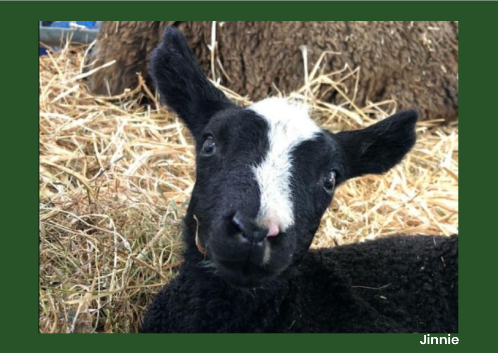 Animal Antiks 2026 Calendar - Image 5